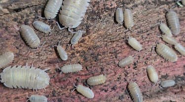 Sandstone Isopods (Armadillidium Scaberrimum)